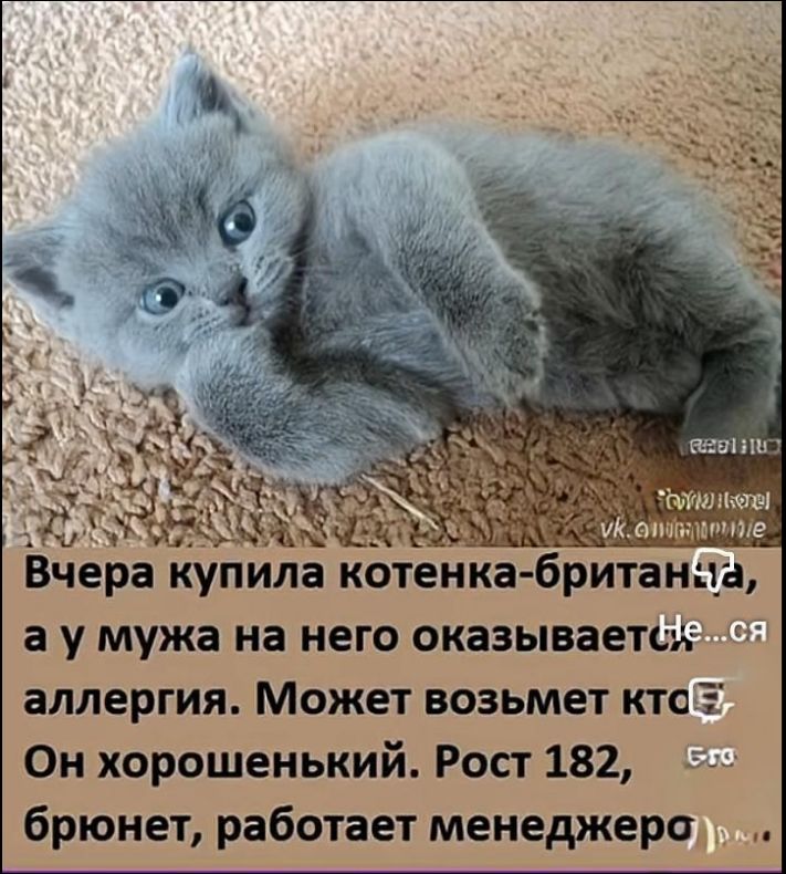 Вчера купила котенка-британца, а у мужа на него оказывается аллергия. Может возьмет кто-то? Он хорошенький. Рост 182, брюнет, работает менеджер
