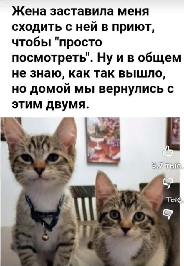 Жена заставила меня сходить с ней в приют, чтобы 'просто посмотреть'. Ну и в общем не знаю, как так вышло, но домой мы вернулись с этим двумя.