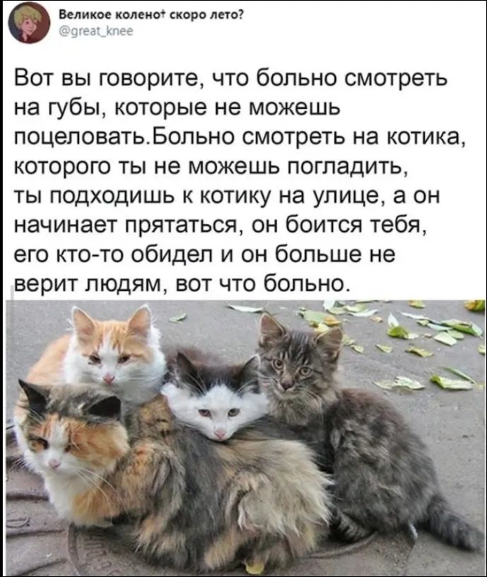 Вот вы говорите, что больно смотреть на губы, которые не можешь поцеловать. Больно смотреть на котика, которого ты не можешь погладить, ты подходишь к котику на улице, а он начинает прятаться, он боится тебя, его кто-то обидел и он больше не верит людям, вот что больно.