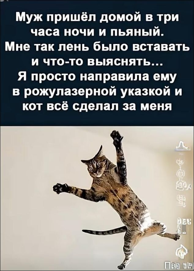 Муж пришёл домой в три часа ночи и пьяный. Мне так лень было вставать и что-то выяснять… Я просто направила ему в рожуж лазерной указкой и кот всё сделал за меня