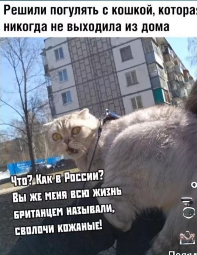 Решили погулять с кошкой, которая никогда не выходила из дома. Что? Как в России? Вы же меня всю жизнь называли британцем, сволочи кожаные!