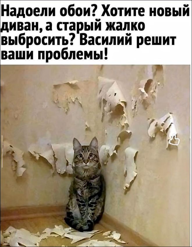 Надоели обои? Хотите новый диван, а старый жалко выбросить? Василий решит ваши проблемы!