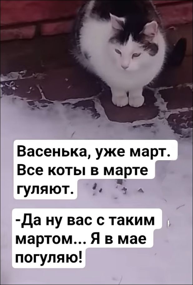 Васенька, уже март. Все коты в марте гуляют. - Да ну вас с такими мартом... Я в мае погуляю!