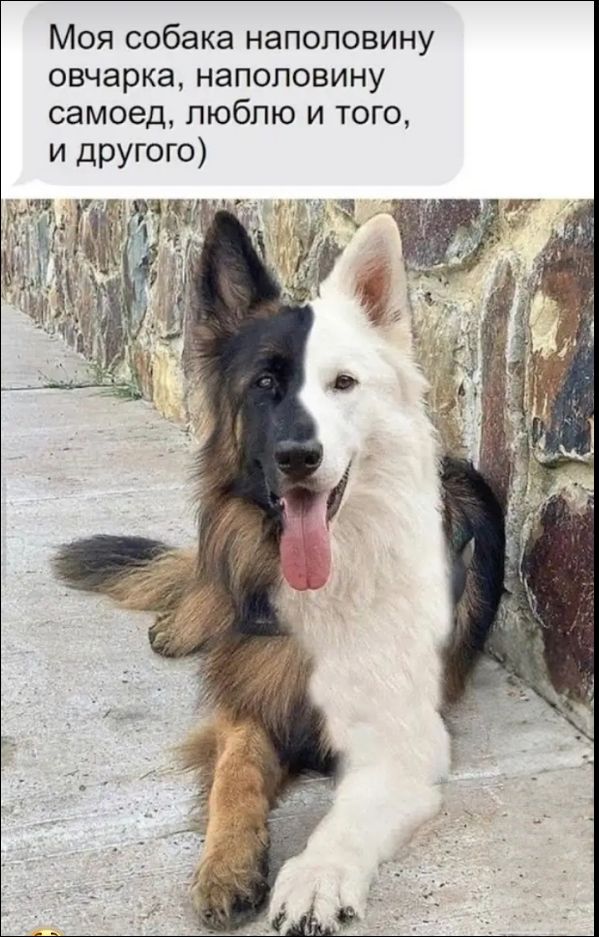 Моя собака наполовину овчарка, наполовину самоед, люблю того, и другого)