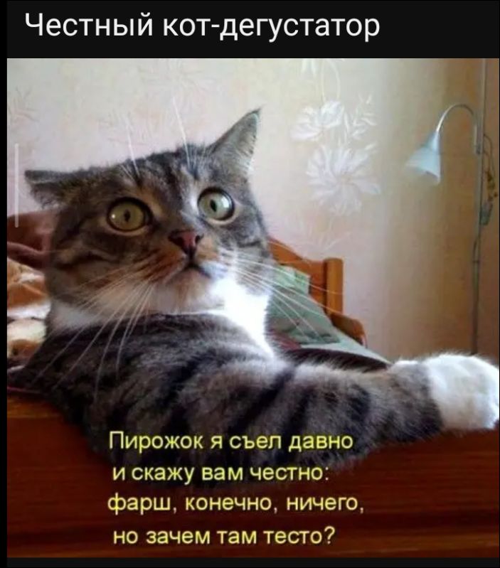 Честный кот- дегустатор\nПирожок я съел давно и скажу вам честно: фарш, конечно, ничего, но зачем там тесто?