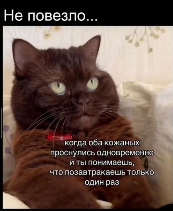 Не повезло... когда оба кожаных проснулись одновременно и ты понимаешь, что позавтракаешь только один раз