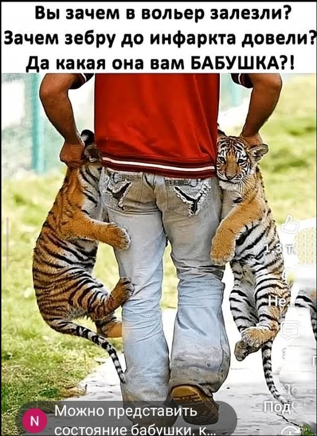 Вы зачем в вольер залезли? Зачем зебру до инфаркта довели? Да какая она вам БАБУШКА?!
