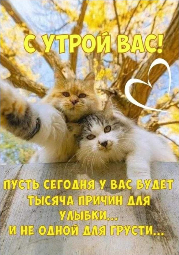 С УТРОЙ ВАС! ПУСТЬ СЕГОДНЯ У ВАС БУДЕТ ТЫСЯЧА ПРИЧИН ДЛЯ УЛЫБКИ... И НЕ ОДНОЙ ДЛЯ ГРУСТИ...