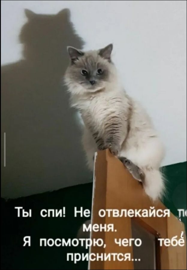 Ты спи! Не отвлекайся от меня. Я посмотрю, чего тебе приснится...