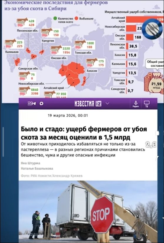 Экономические последствия для фермеров из-за убоя скота в Сибири. Количество голов всего. Выбывшие. Пензенская обл. 428 428. Удмуртия 150 150. Калмыкия 225 225. Омская обл. 2220 1954. Томская обл. 1000 108. Хакасия 175 175. Самарская обл. 75 8. Новосибирская обл. 6840 3398. Алтайский край 77 950 77 140. Имущественный ущерб собственников, в.