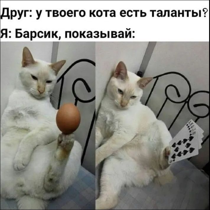 ДРУГ: у твоего кота есть таланты? Я: Барсик, показывай: Кот балансирует яйцо на лапе, а затем держит игральные карты.