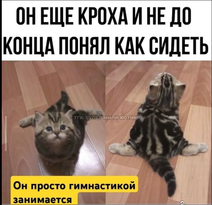 ОН ЕЩЕ КРОХА И НЕ ДО КОНЦА ПОНЯЛ КАК СИДЕТЬ ТГК: СУПЕР МИЛИ КОТИКИ Он просто гимнастикой занимается
