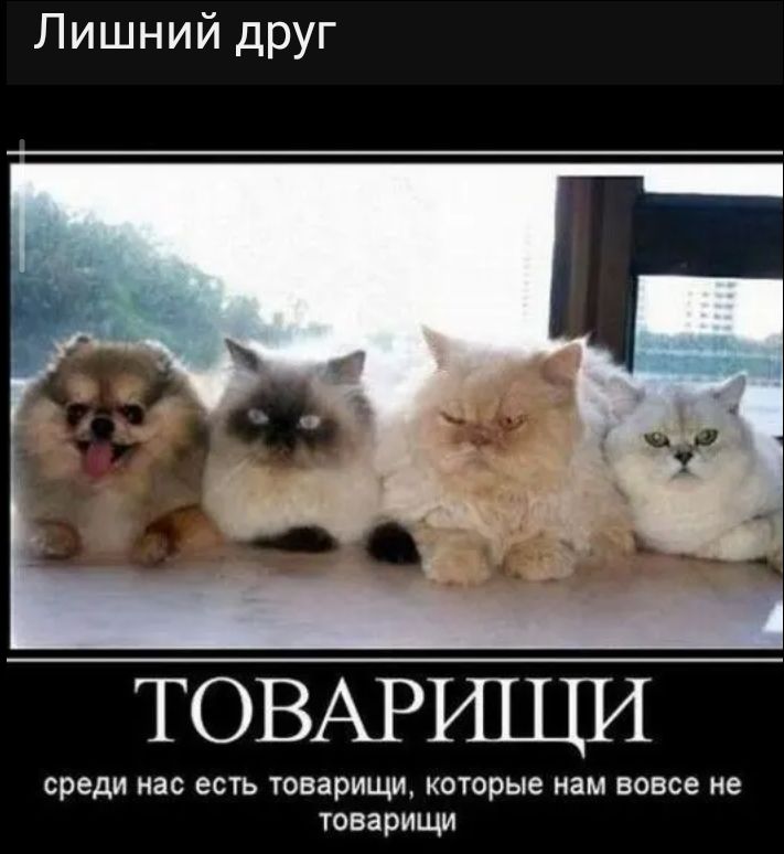Лишний друг ТОВАРИЩИ среди нас есть товарищи, которые нам вовсе не товарищи
