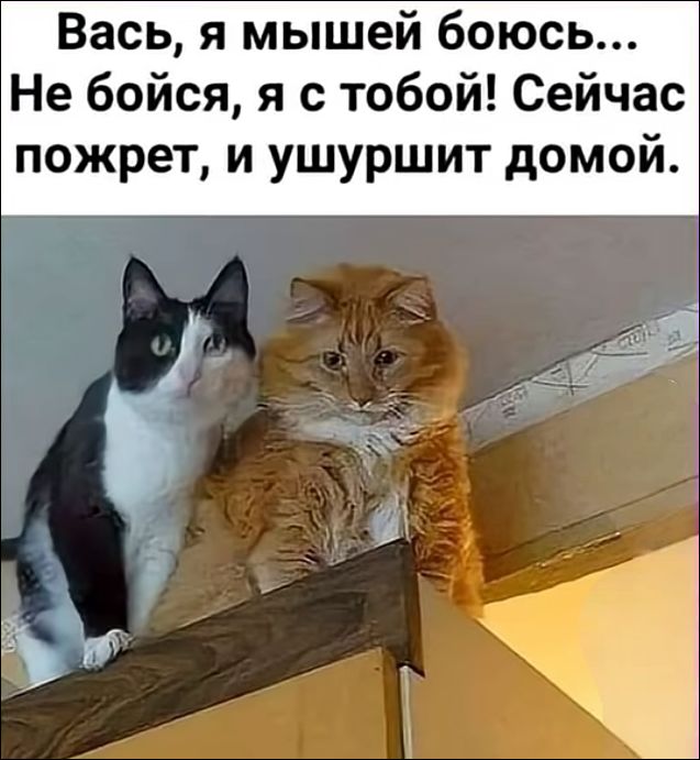 Вась, я мышей боюсь... Не бойся, я с тобой! Сейчас пожрет, и ушуршит домой.