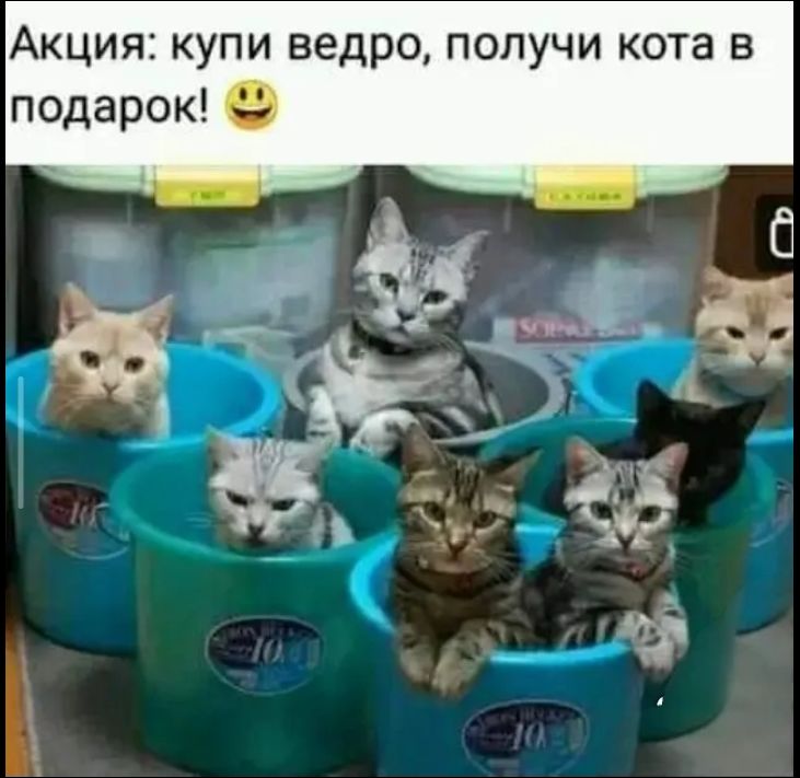 Акция: купи ведро, получи кота в подарок! 😉