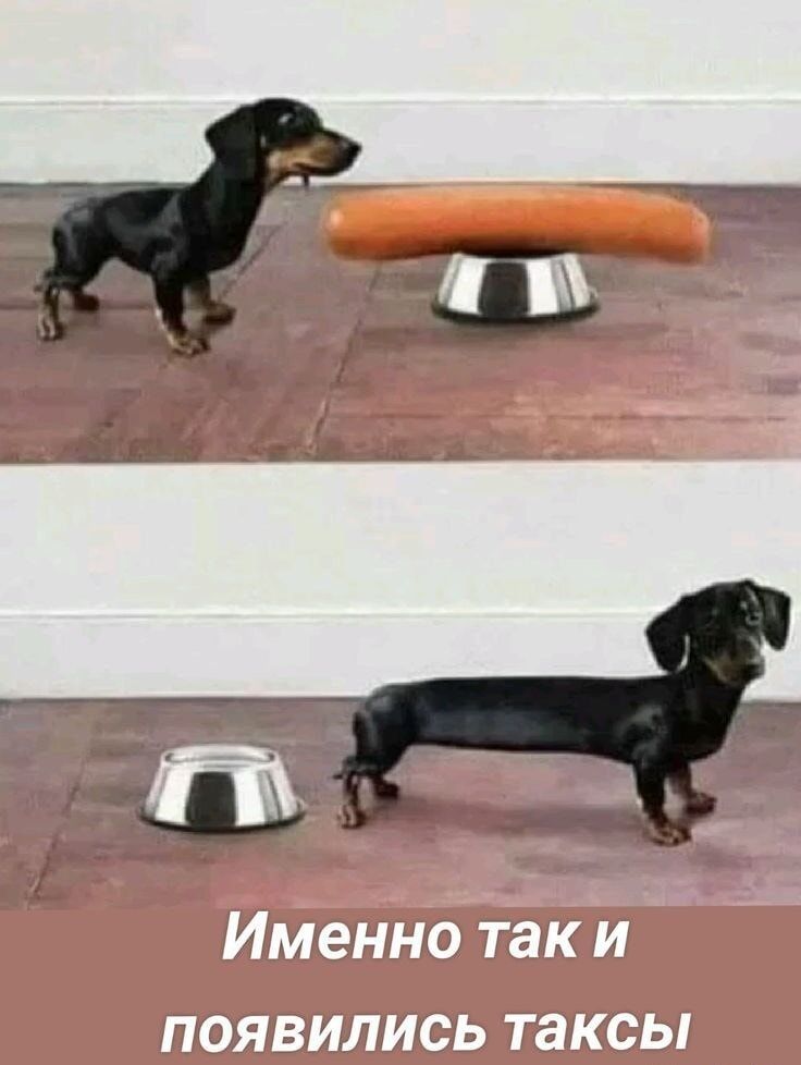 Именно так и появились таксы