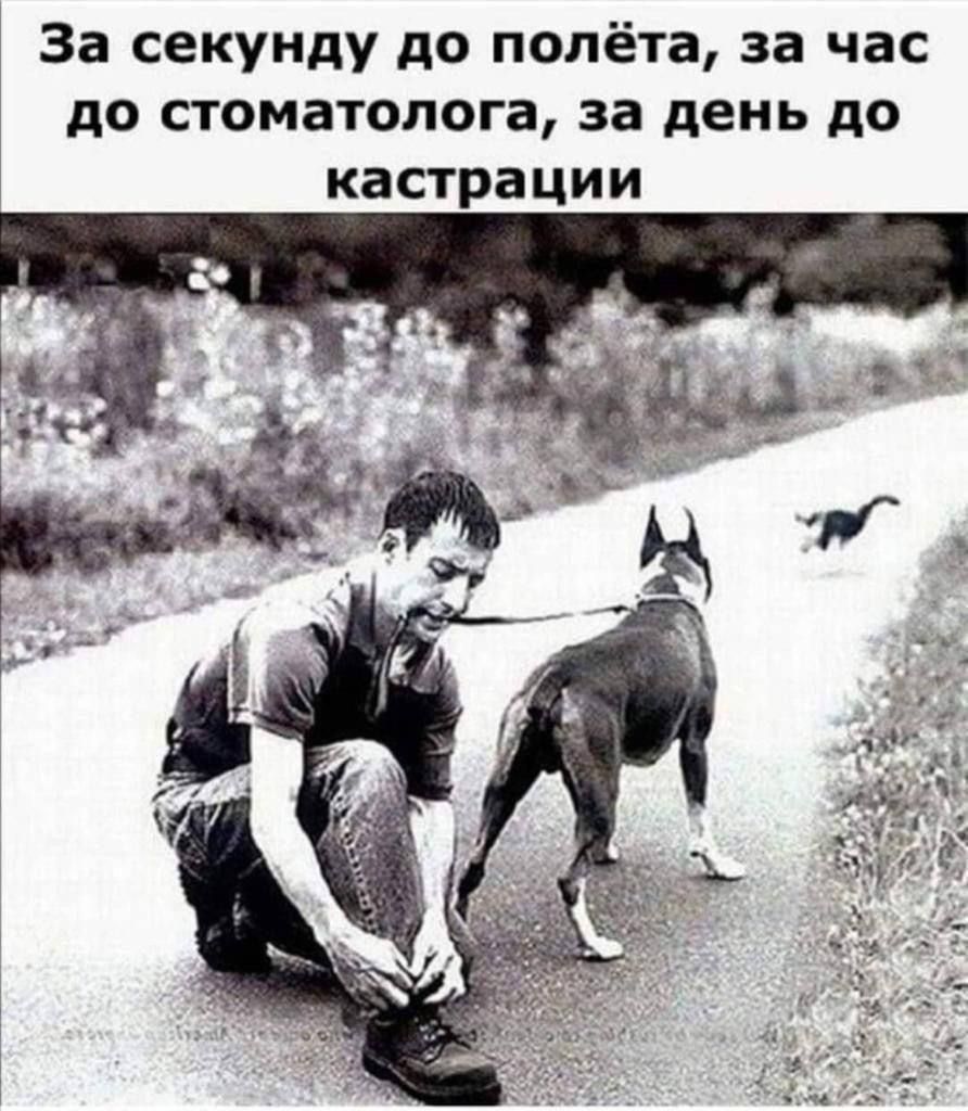 За секунду до полёта, за час до стоматолога, за день до кастрации