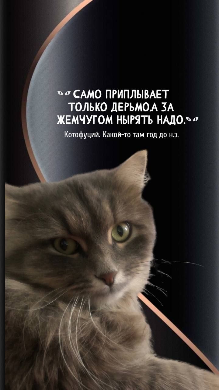 САМО ПРИПЛЫВАЕТ ТОЛЬКО ДЕРЬМО А ЗА ЖЕМЧУГОМ НЫРЯТЬ НАДО. Котофуций. Какой-то там год до н.э.