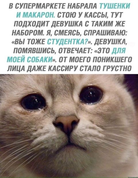 В супермаркете набрала тушенки и макарон. Стою у кассы, тут подходит девушка с таким же набором. Я, смеясь, спрашиваю: «Вы тоже студентка?». Девушка, помявшись, отвечает: «Это для моей собаки». От моего поникшего лица даже кассиру стало грустно.