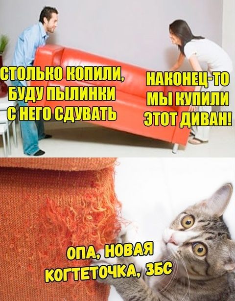 СТОЛЬКО КОПИЛИ, БУДУ ПЫЛИНКИ С НЕГО СДУВАТЬ НАКОНЕЦ-ТО МЫ КУПИЛИ ЭТОТ ДИВАН! ОПА, НОВАЯ КОГТЕТОЧКА, ЗБС