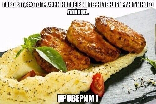 Говорят, фотографии котов в интернете набирают много лайков. ПРОВЕРИМ !