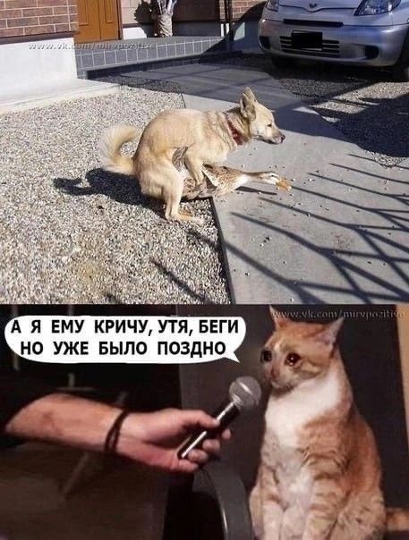 А Я ЕМУ КРИЧУ, УТЯ, БЕГИ НО УЖЕ БЫЛО ПОЗДНО