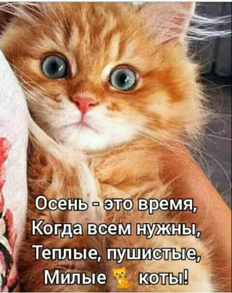 Осень - это время,
Когда всем нужны,
Тёплые, пушистые,
Милые 🐱 коты!