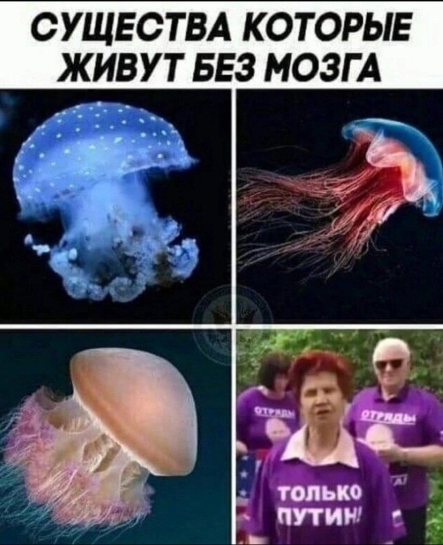 СУЩЕСТВА КОТОРЫЕ ЖИВУТ БЕЗ МОЗГА