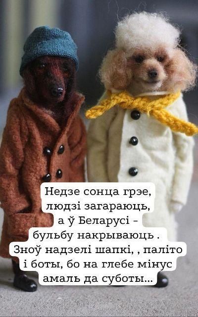 Недзе сонца грэе, людзі загараюць, а ў Беларусі – бульбу накрываюць. Зноў надзелі шапкі, паліто і боты, бо на грунце мінус амаль да суботы...
