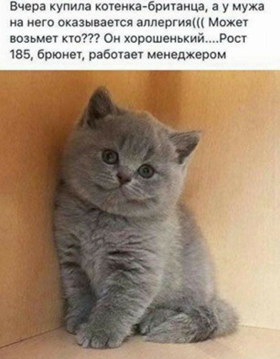 Вчера купила котенка-британца, а у мужа на него оказывается аллергия((( Может возьмет кто??? Он хорошенький.... Рост 185, брюнет, работает менеджером