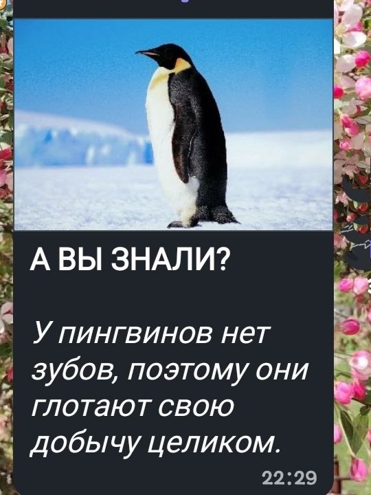 А ВЫ ЗНАЛИ? У пингвинов нет зубов, поэтому они глотают свою добычу целиком.