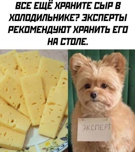 ВСЕ ЕЩЕ ХРАНИТЕ СЫР В ХОЛОДИЛЬНИКЕ? ЭКСПЕРТЫ РЕКОМЕНДУЮТ ХРАНИТЬ ЕГО НА СТОЛЕ.
