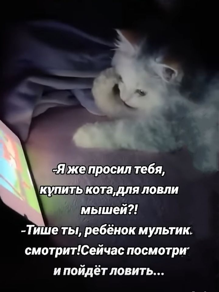 -Я же просил тебя, купить кота, для ловли мышей?!
-Тише ты, ребёнок мультфик, смотрит! Сейчас посмотри и пойдёт ловить...