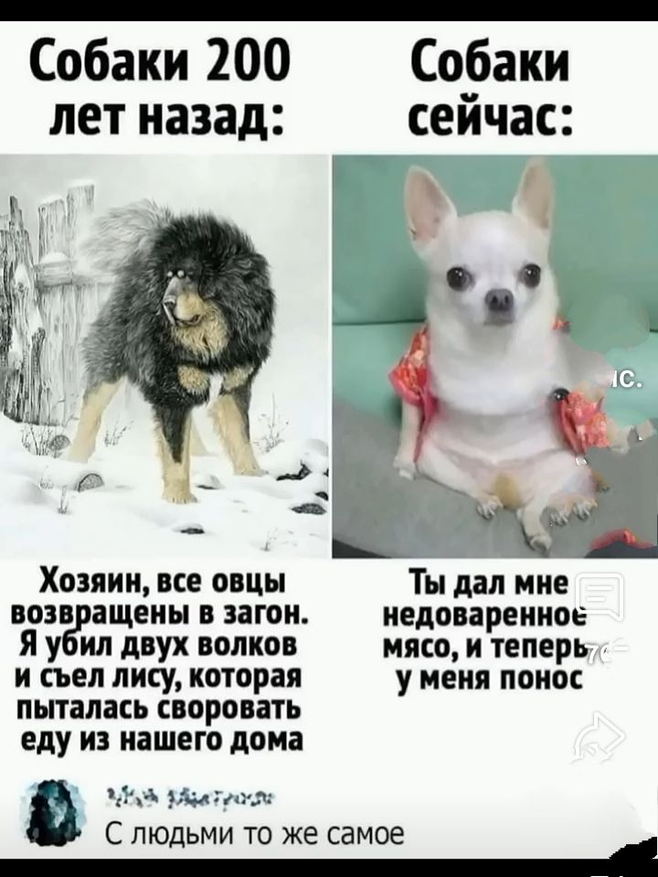 Собаки 200 лет назад: Хозяин, все овцы возвращены в загон. Я убил двух волков и съел лису, которая пыталась своровать еду из нашего дома.
Собаки сейчас: Ты дал мне недоваренное мясо, и теперь у меня понос.