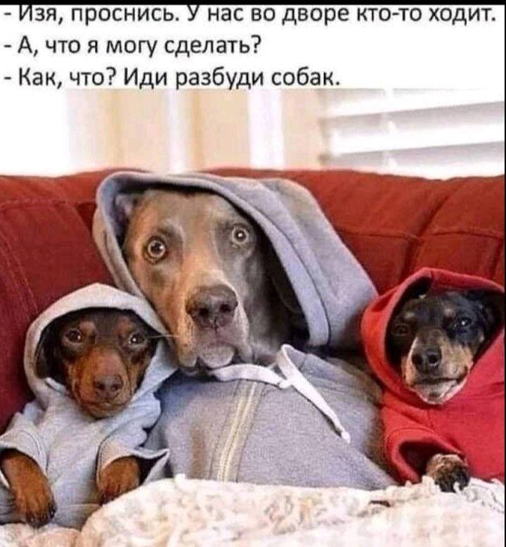 — Изя, проснись. У нас во дворе кто-то ходит.  
— А, что я могу сделать?  
— Как, что? Иди разбуди собак.