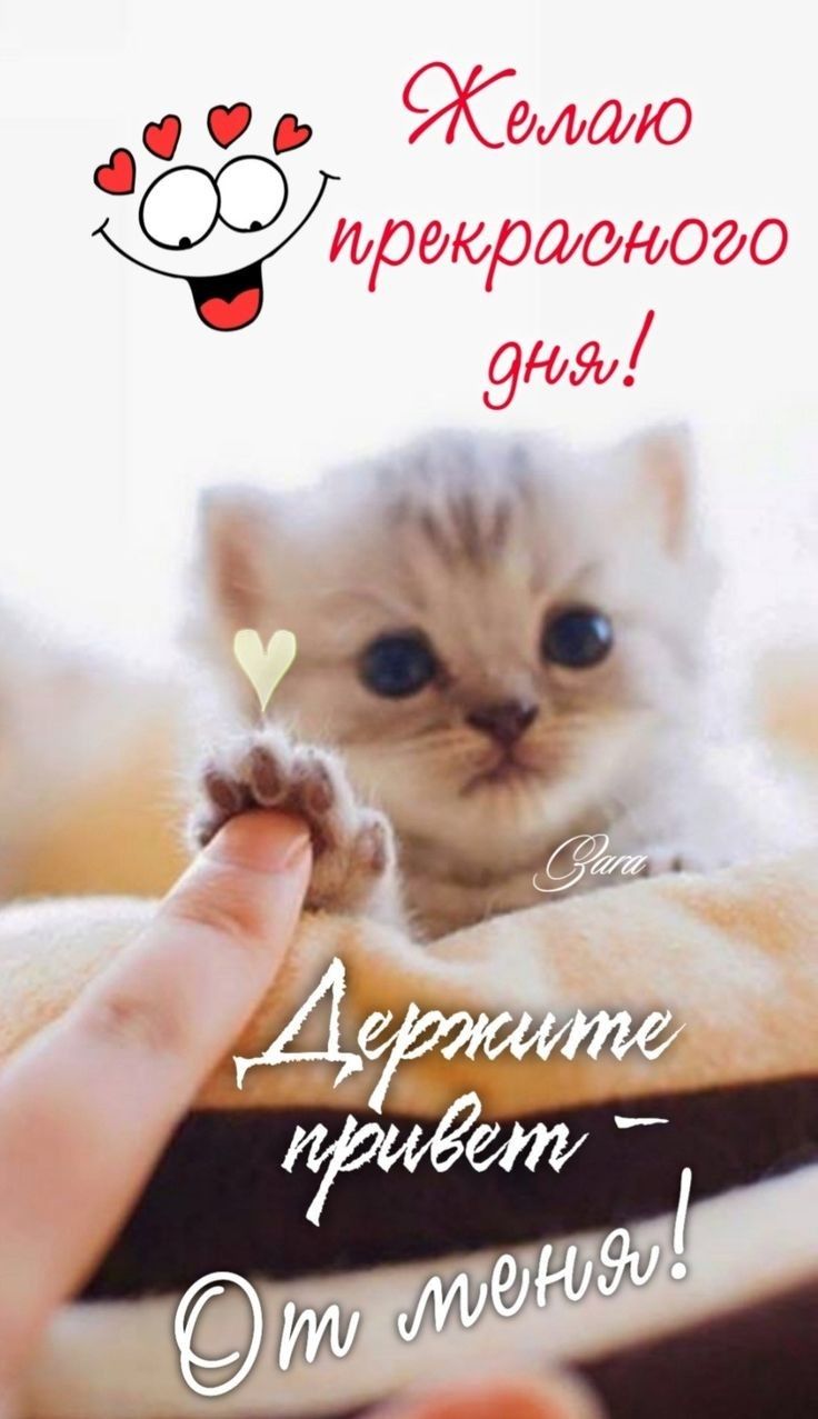 Желаю прекрасного дня!
Держите привет - От меня!