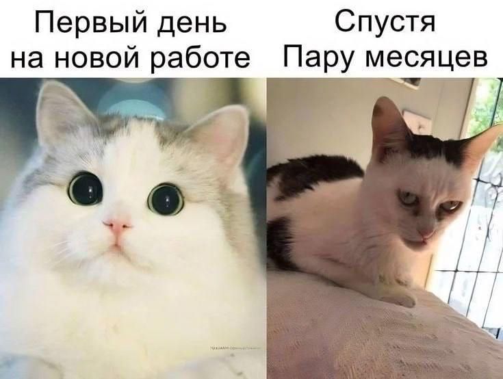 Первый день на новой работе
Спустя Пару месяцев