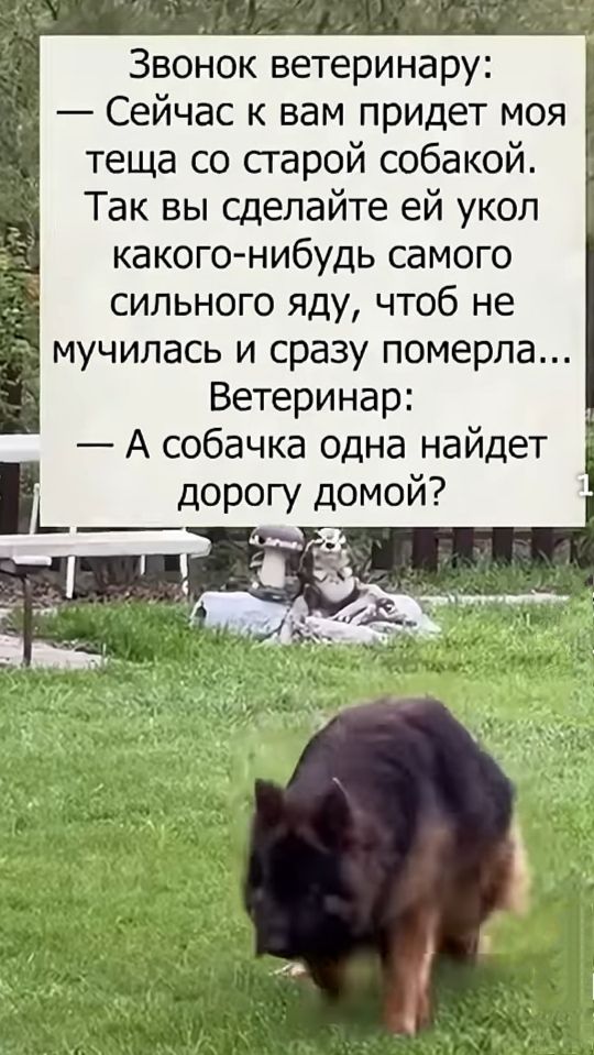Звонок ветеринару:
— Сейчас к вам придет моя теща со старой собакой. Так вы сделайте ей укол какого-нибудь самого сильного яда, чтобы не мучилась и сразу померла...
Ветеринар:
— А собачка одна найдет дорогу домой?