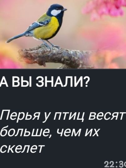 А ВЫ ЗНАЛИ?
Перья у птиц весят больше, чем их скелет