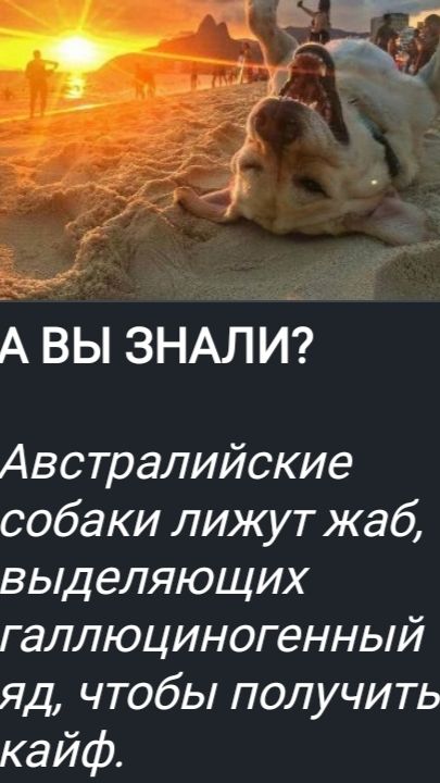 А ВЫ ЗНАЛИ? Австралийские собаки лижут жаб, выделяющих галлюциногенный яд, чтобы получить кайф.