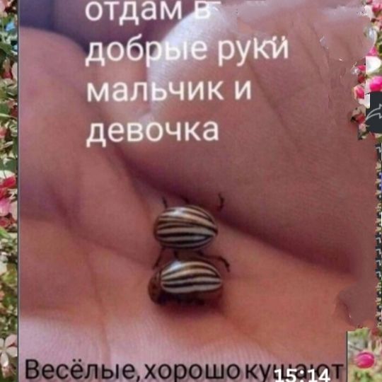 отдам в добрые руки мальчик и девочка
Весёлые, хорошо кушают