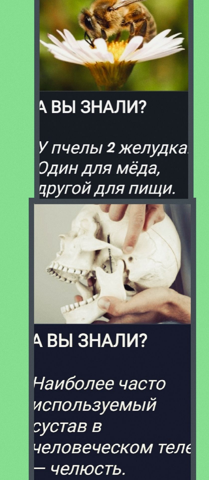 А ВЫ ЗНАЛИ?
У пчелы 2 желудка. Один для меда, другой для пищи.

А ВЫ ЗНАЛИ?
Наиболее часто используемый сустав в человеческом теле — челюсть.
