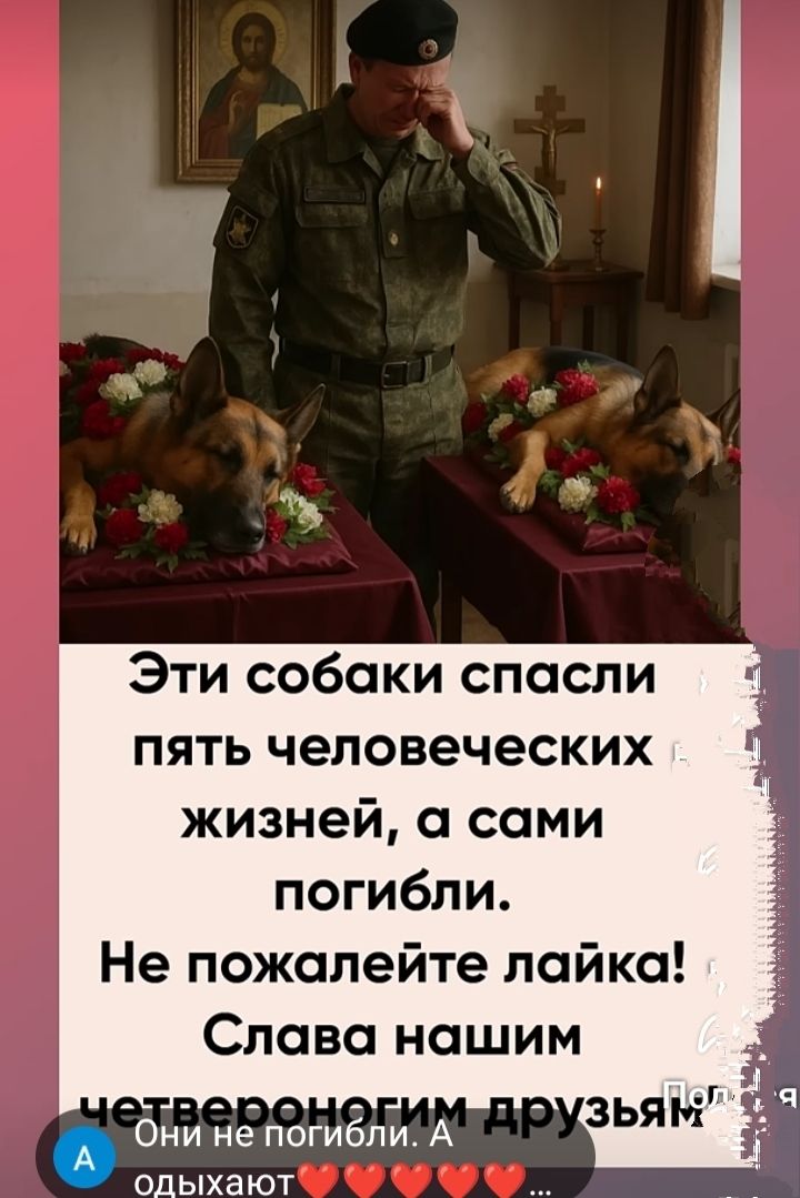 Эти собаки спасли пять человеческих жизней, а сами погибли. Не пожалеите лайка! Слава нашим четвероногим друзьям.