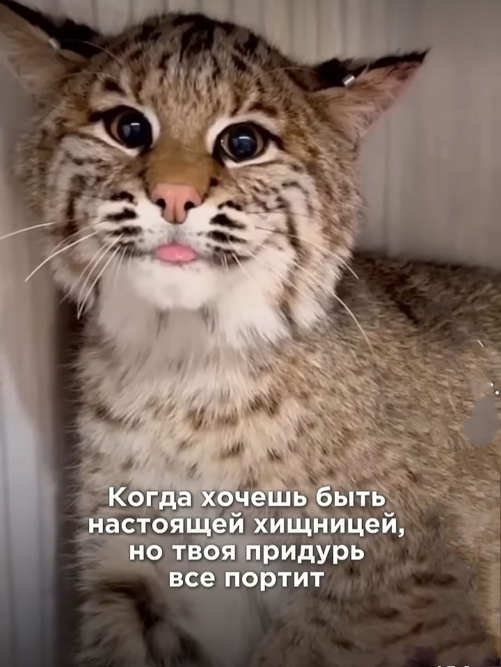Когда хочешь быть настоящей хищницей, но твоя придурь все портит