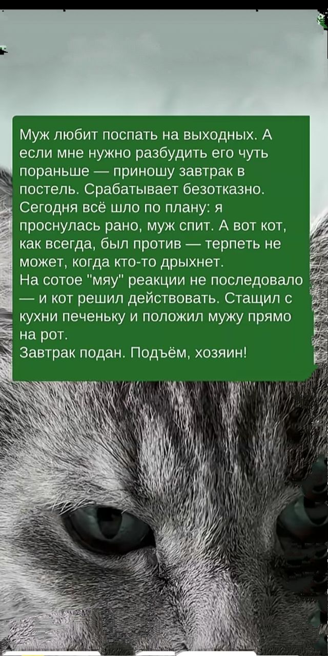 Муж любит поспать на выходных. А если мне нужно разбудить его чуть пораньше — приношу завтрак в постель. Срабатывает безотказно. Сегодня всё шло по плану: я проснулась рано, муж спит. А вот кот, как всегда, был против — терпеть не может, когда кто-то дрянчит.
На сотое 