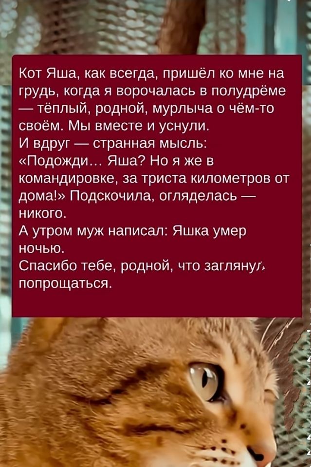 Кот Яша, как всегда, пришёл ко мне на грудь, когда я ворочалась в полудрёме — тёплым, родным, мурлыча о чём-то своём. Мы вместе и уснули. И вдруг — странная мысль: «Подожди… Яша? Но я же в командировке, за триста километров от дома!» Подсчитала, огляделась — никого. А утром муж написал: Яшка умер ночью. Спасибо тебе, родной, что заглянул, попрощаться.