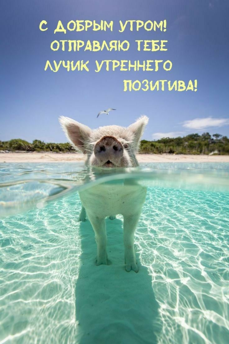 С ДОБРЫМ УТРОМ! ОТПРАВЛЯЮ ТЕБЕ ЛУЧИК УТРЕННЕГО ПОЗИТИВА!