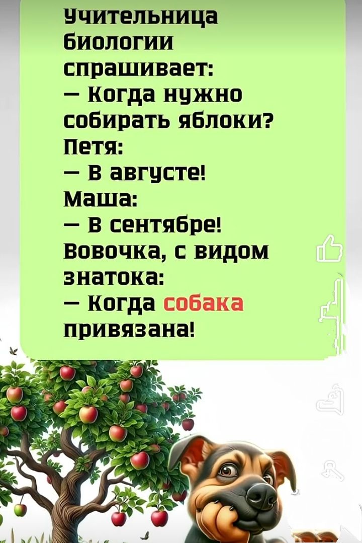 Учительница биологии спрашивает:
— Когда нужно собирать яблоки?
Петя:
— В августе!
Маша:
— В сентябре!
Вовочка, с видом знатока:
— Когда собака привязана!