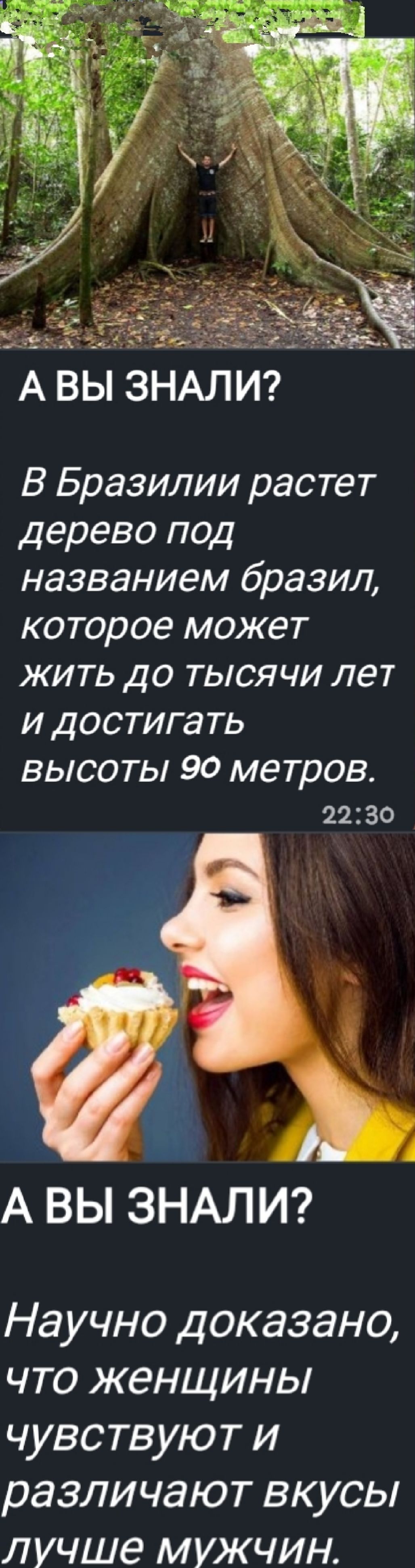 А ВЫ ЗНАЛИ?
В Бразилии растет дерево под названием бразил, которое может жить до тысячи лет и достигать высоты 90 метров.

А ВЫ ЗНАЛИ?
Научно доказано, что женщины чувствуют и различают вкусы лучше мужчин.