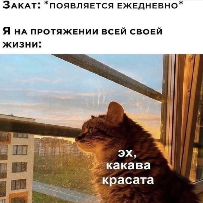 Закат: *появляется ежедневно*
Я на протяжении всей своей жизни:
эх, какая красаата